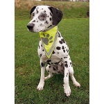 Neckerchief, reflective, XS–S: 22–28 cm