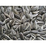 AVC Slnecnica pasíkavá 20kg