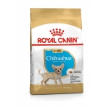 BHN CHIHUAHUA PUPPY 1,5 kg