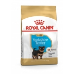 BHN YORKSHIRE PUPPY 1,5 kg