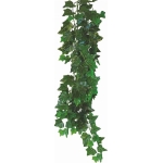 HEDERA HELIX 50cm - terárijná rastlina